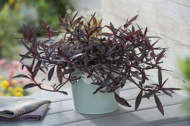 “我们那周都太忙了”！玩家请愿重新发售《Concord》