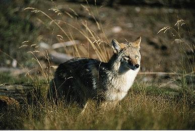 手工笔记本冒险！《RPG时间！莱特传说》3月10日发售